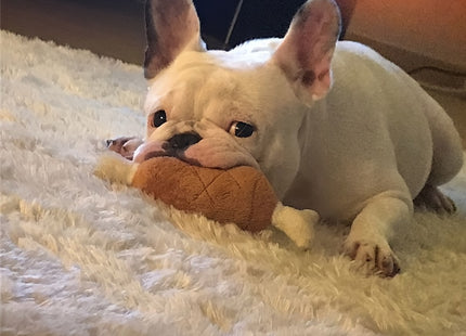 Squeaky plushy Dog Toy (Chicken Wing) - WSGenie