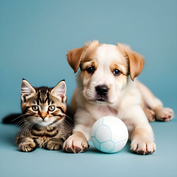 Banner image for: <h1>Pet Toys!</h1>